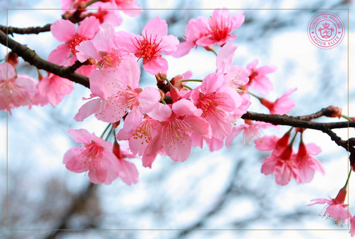 Волшебный Аромат Сакуры