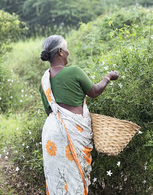 Уникальные свойства Жасмина