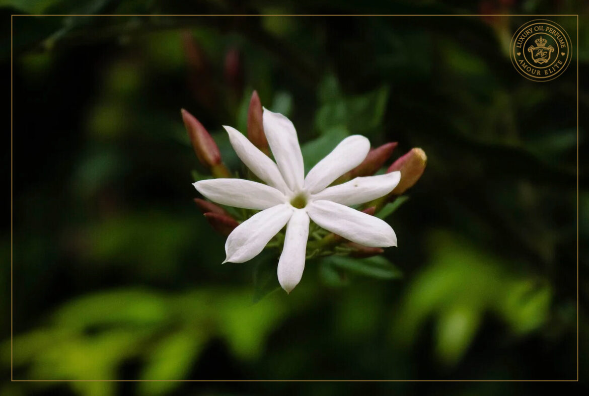 Уникальные свойства Жасмина