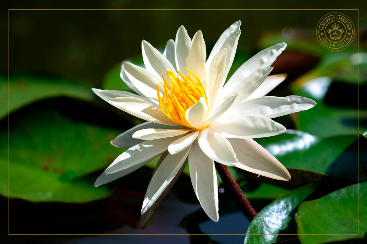 Аромат Водяной Лилии