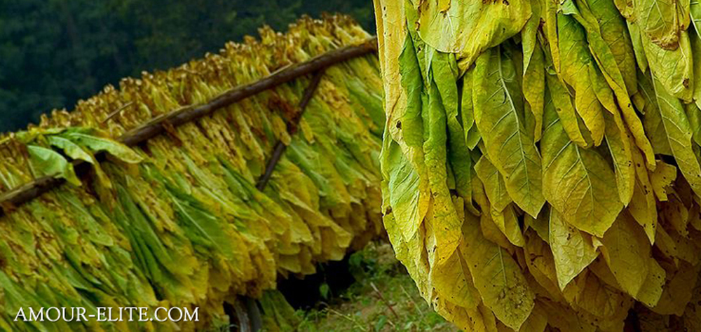 Табачные ароматы