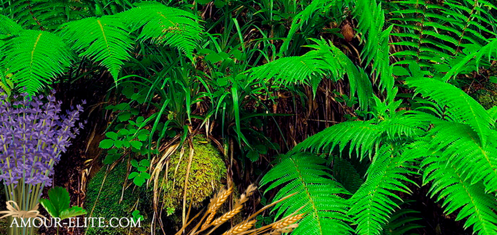 Фужерные ароматы