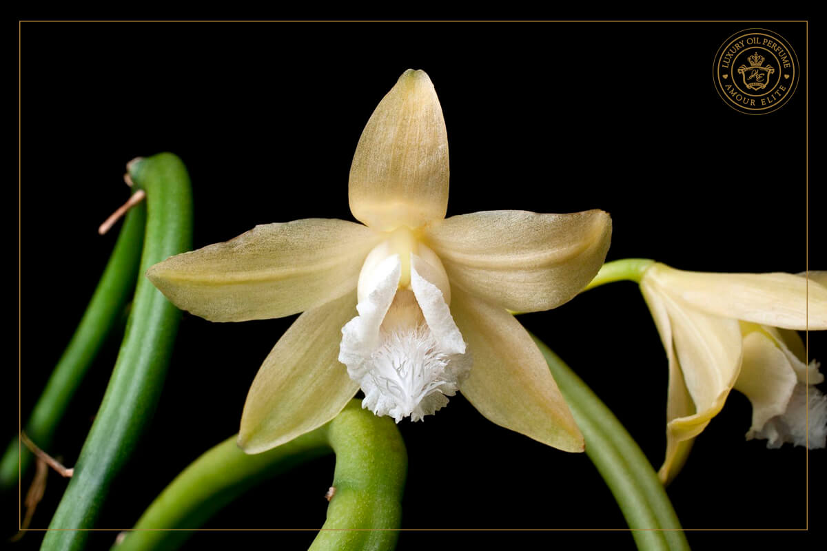 Ваниль – Душистая Орхидея