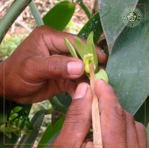 Ваниль - Душистая Орхидея