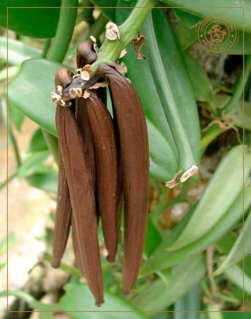 Ваниль - Душистая Орхидея