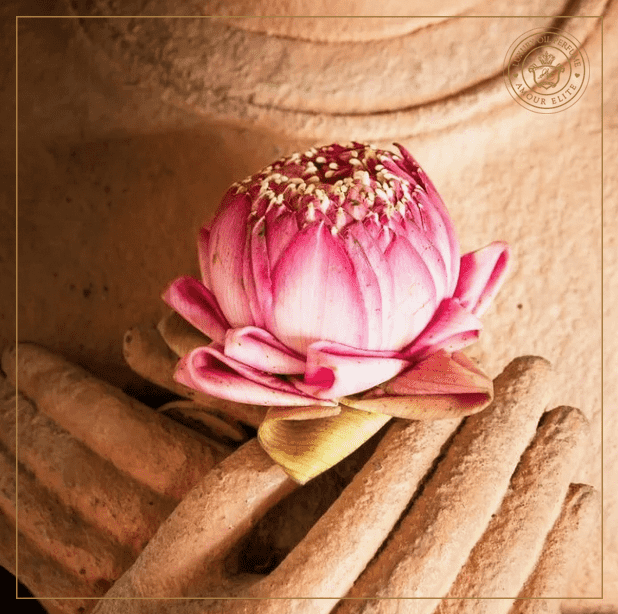 Лотос - Царственный Цветок