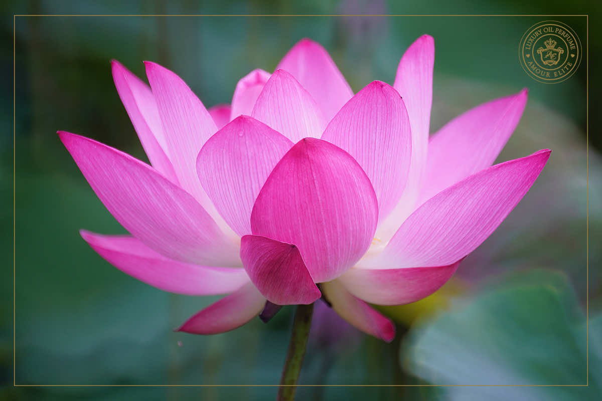 Лотос - Царственный Цветок