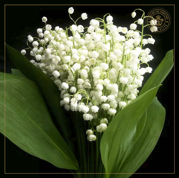 Ландыш - Символ Чистоты