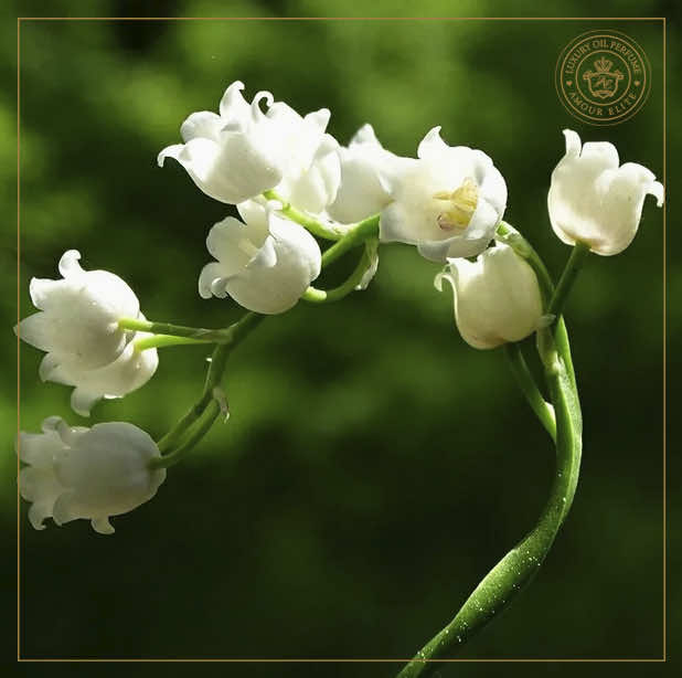 Ландыш - Символ Чистоты