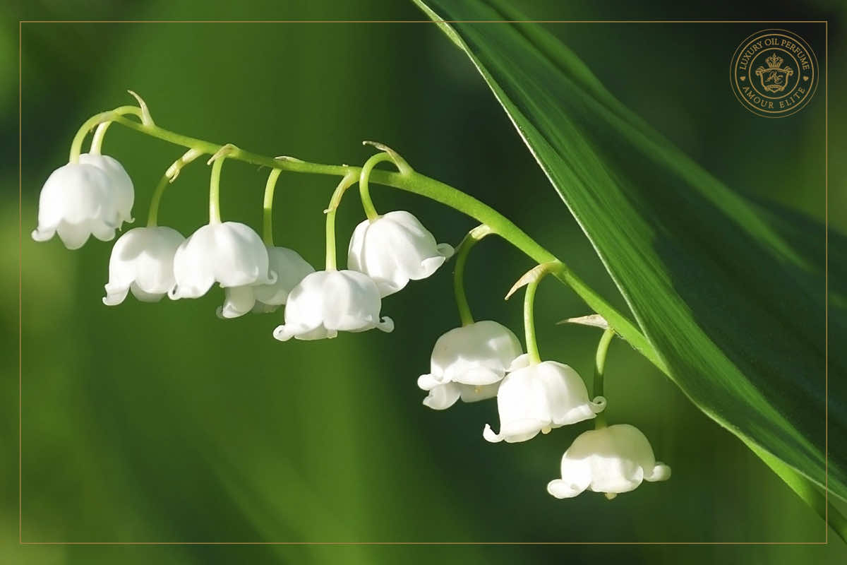 Ландыш - Символ Чистоты