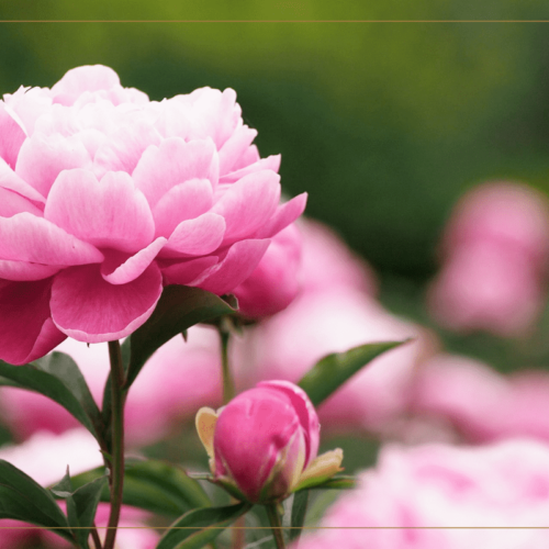 Императорский Пион