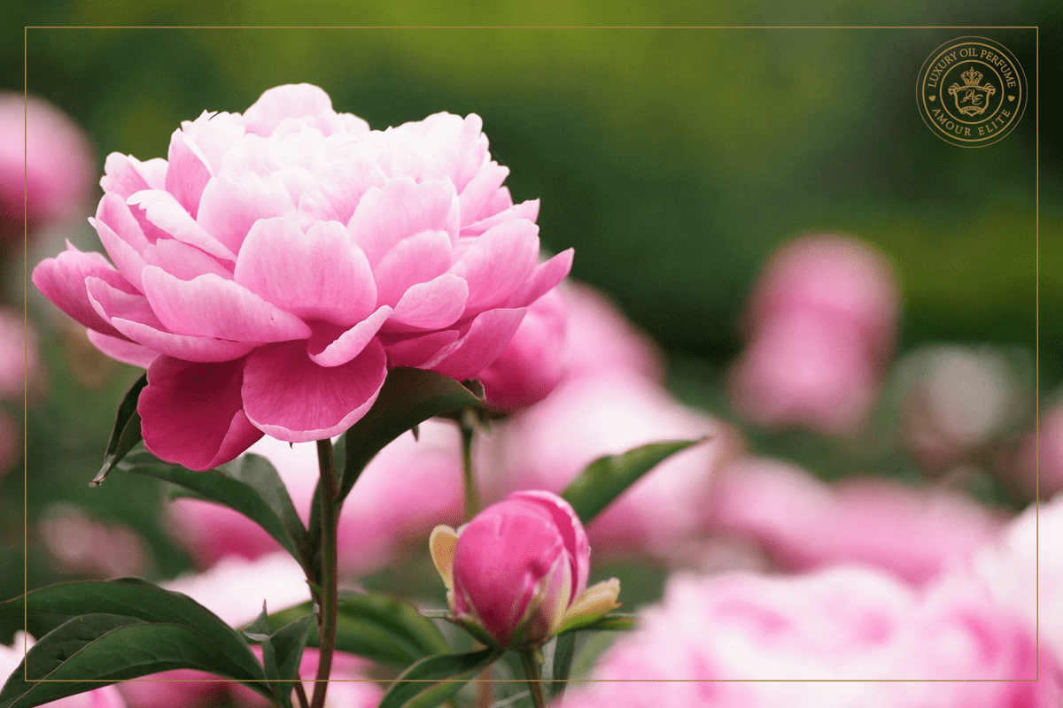 Императорский Пион