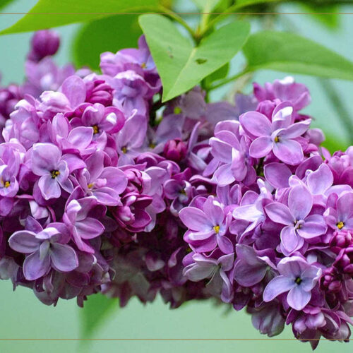 Цветущая Сирень – Аромат Очарования