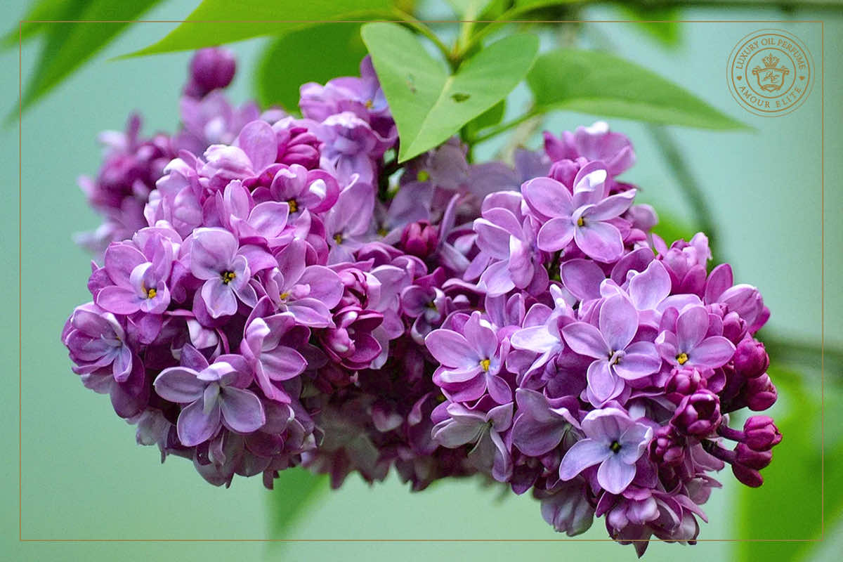 Цветущая Сирень - Аромат Очарования