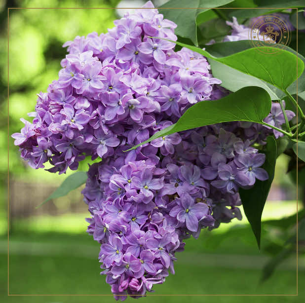 Цветущая Сирень - Аромат Очарования