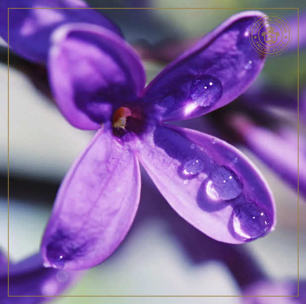 Цветущая Сирень - Аромат Очарования