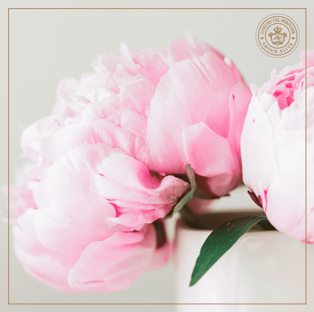 Императорский Пион