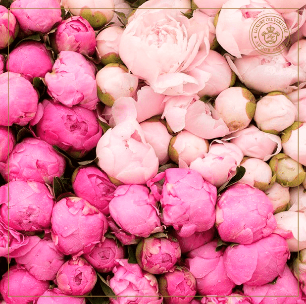 Императорский Пион